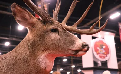 Great American Outdoor Show