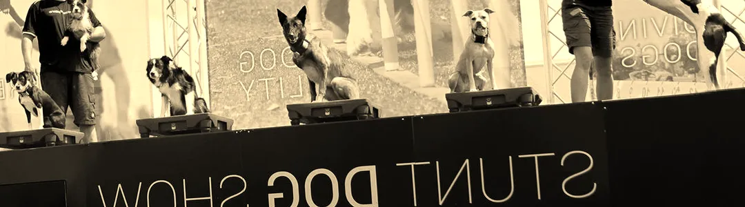 The Canine Stars Stunt Dog Show
