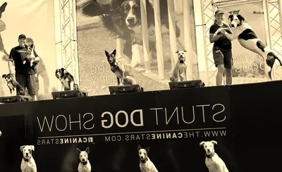 The Canine Stars Stunt Dog Show