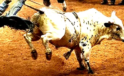 Xtreme Bulls