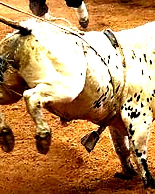 Xtreme Bulls